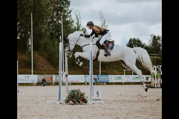 Springpaard kopen: hier let je op