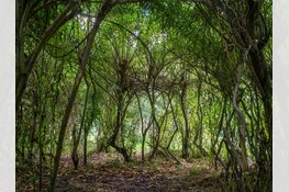 Foto-expositie ‘Bomen’ door Mieke Brouwer