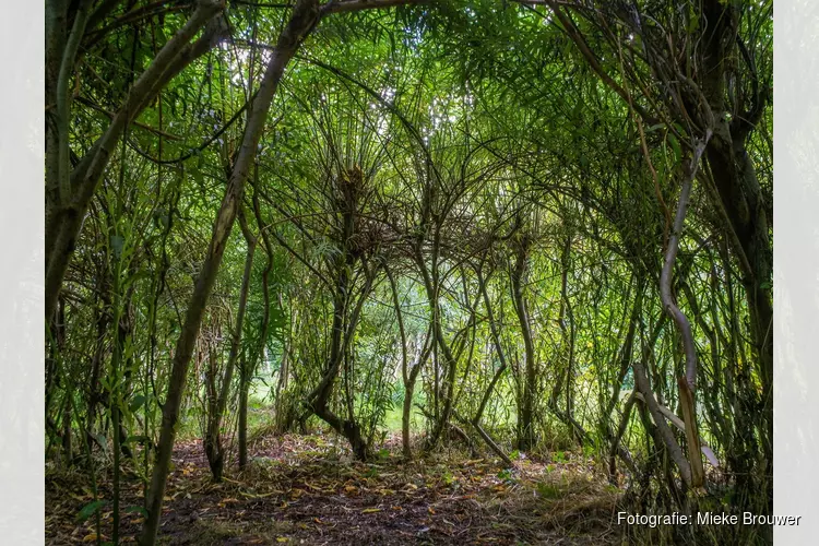 Foto-expositie ‘Bomen’ door Mieke Brouwer