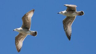 Help mee overlast van meeuwen te voorkomen