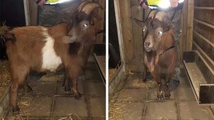 Geit vastgebonden aan boom en aan lot overgelaten