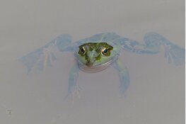 Landelijke IVN slootjesdagen 2018