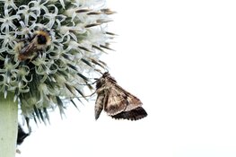 Nachtvlindertelling op 23 juni in Rundveemuseum Aartswoud