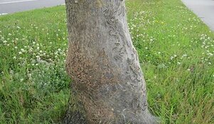 'Brandweer moet worden ingezet tegen eikenprocessierups'