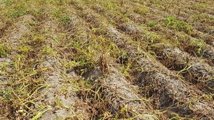 Door droogte gedupeerde boeren krijgen financiële hulp van minister